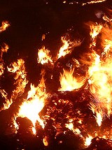 photo by Nevin Steffy